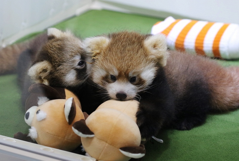 八景島シーパラダイス レッサーパンダの赤ちゃん公開！ : レサパン日和