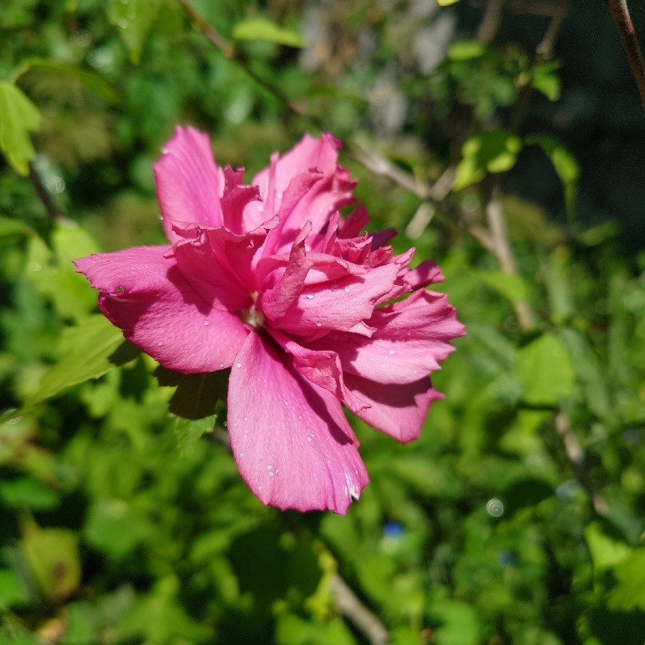 咲いているバラと花苗リサイクル会の準備の花苗_c0404712_11294202.jpg