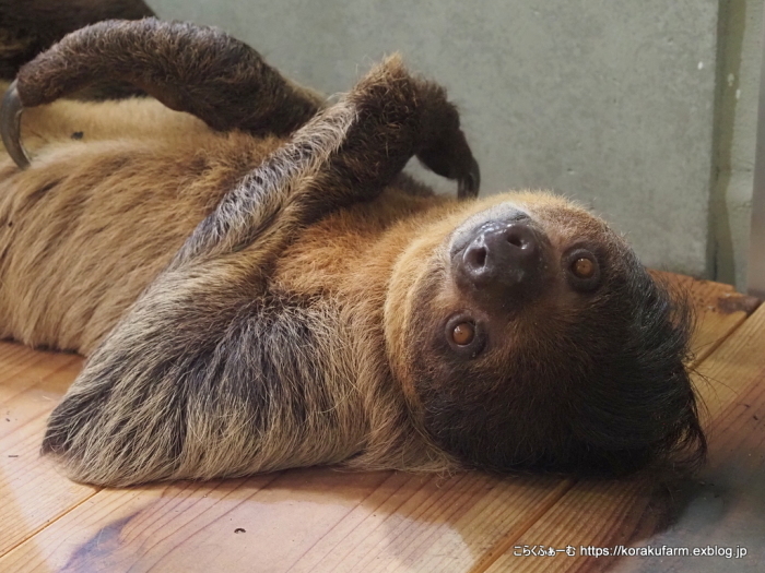 みなとやま水族館のナマケモノ イーサンくん その2 : こらくふぁーむ