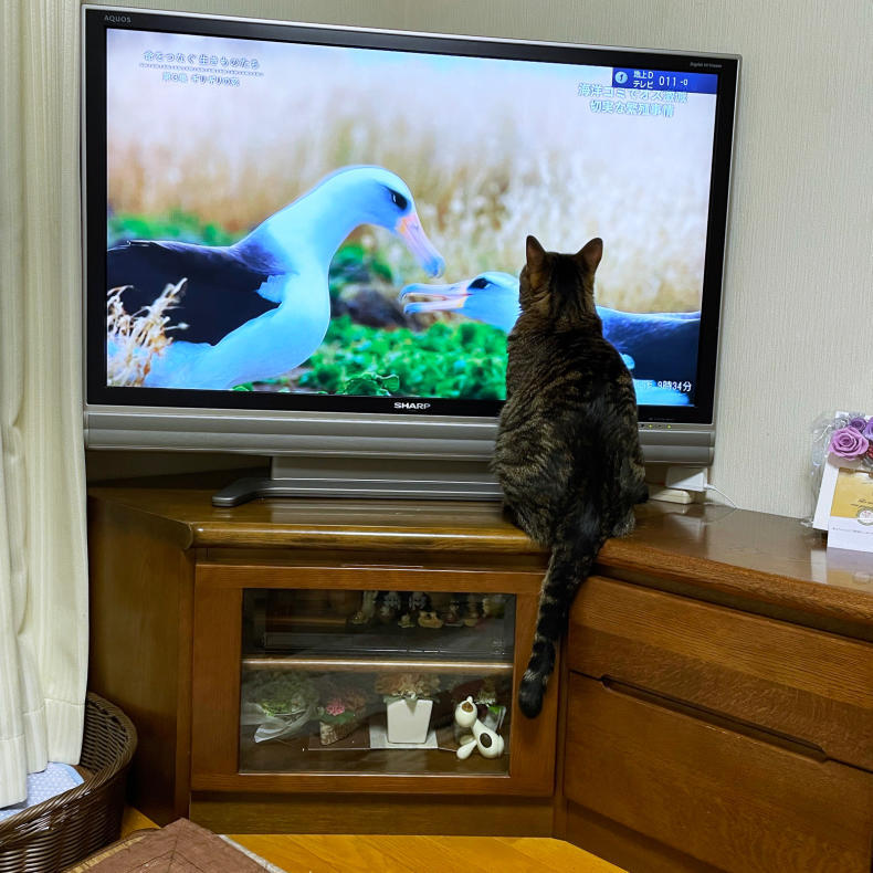 テレビっ子ゆずくん_d0355333_20345984.jpg