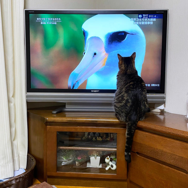 テレビっ子ゆずくん_d0355333_20350064.jpg