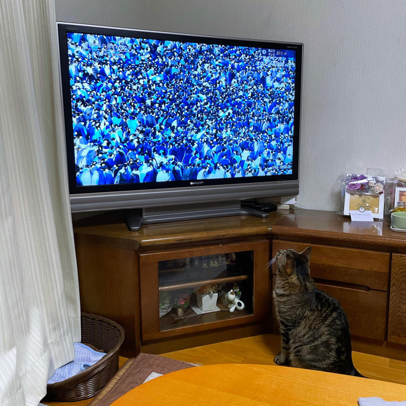 テレビっ子ゆずくん_d0355333_20350298.jpg