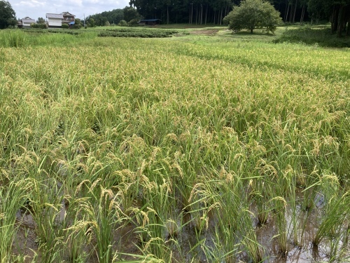 イヌの靴カスタム_c0331145_20294898.jpg
