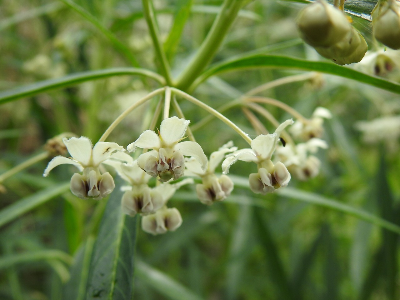 風船唐綿 フウセントウワタ や蝶豆 チョウマメ や赤秋葵 アカオクラ 等 自然風の自然風だより