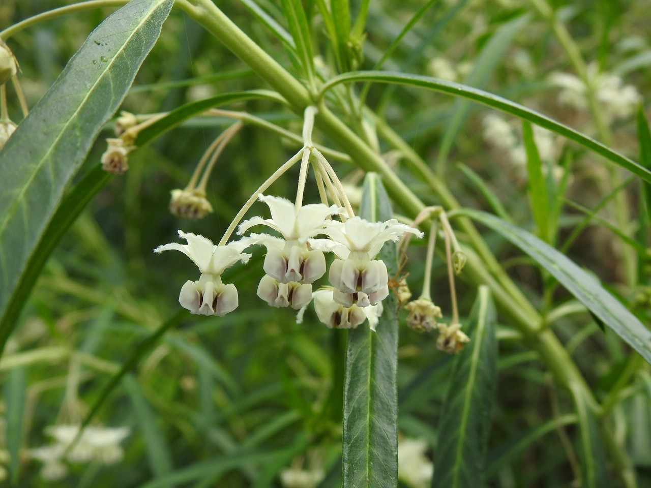 風船唐綿 フウセントウワタ や蝶豆 チョウマメ や赤秋葵 アカオクラ 等 自然風の自然風だより