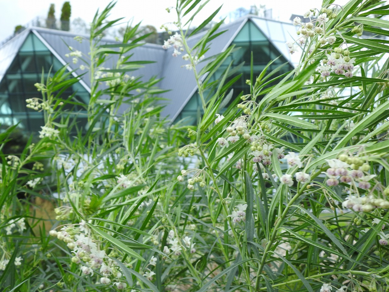 風船唐綿 フウセントウワタ や蝶豆 チョウマメ や赤秋葵 アカオクラ 等 自然風の自然風だより