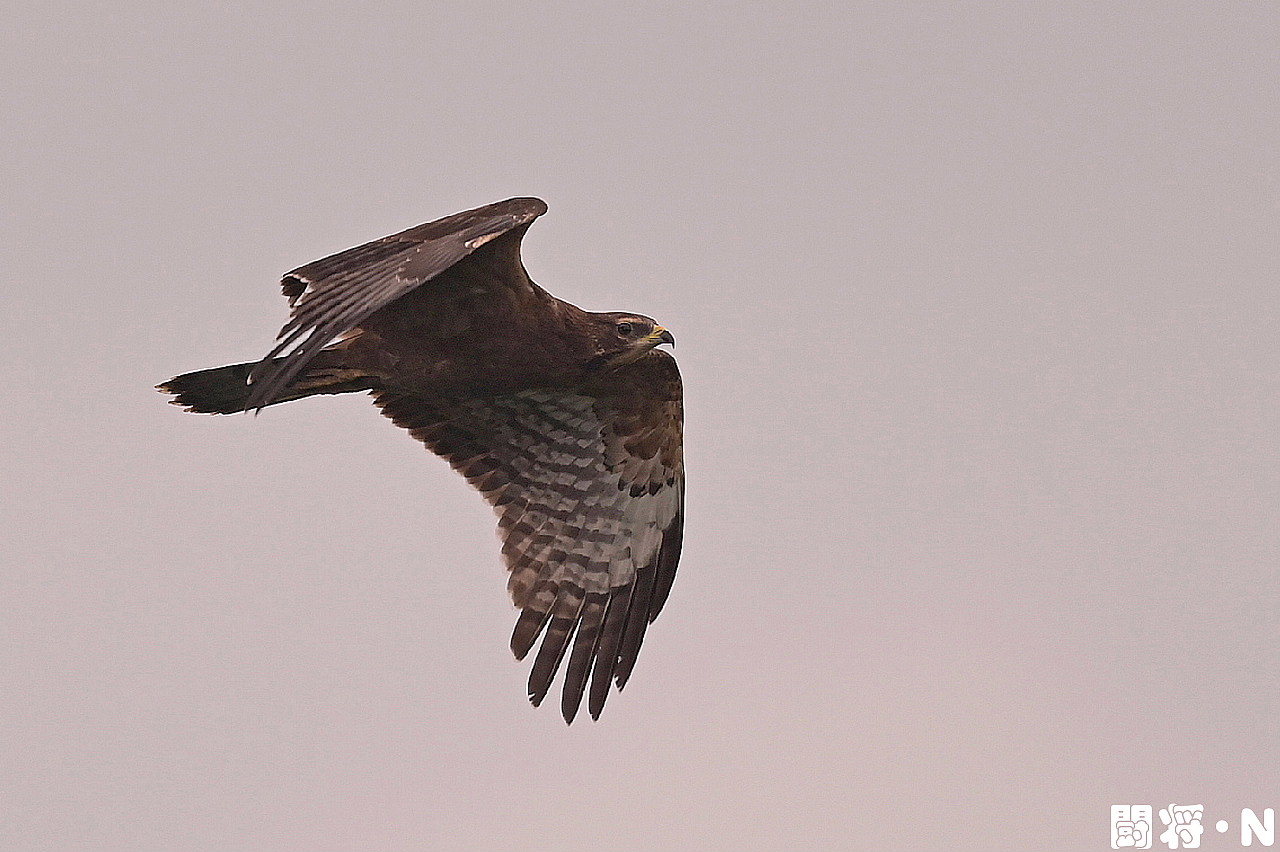 鷹の渡り ９月１０日 野鳥大好き 闘将 ｎ