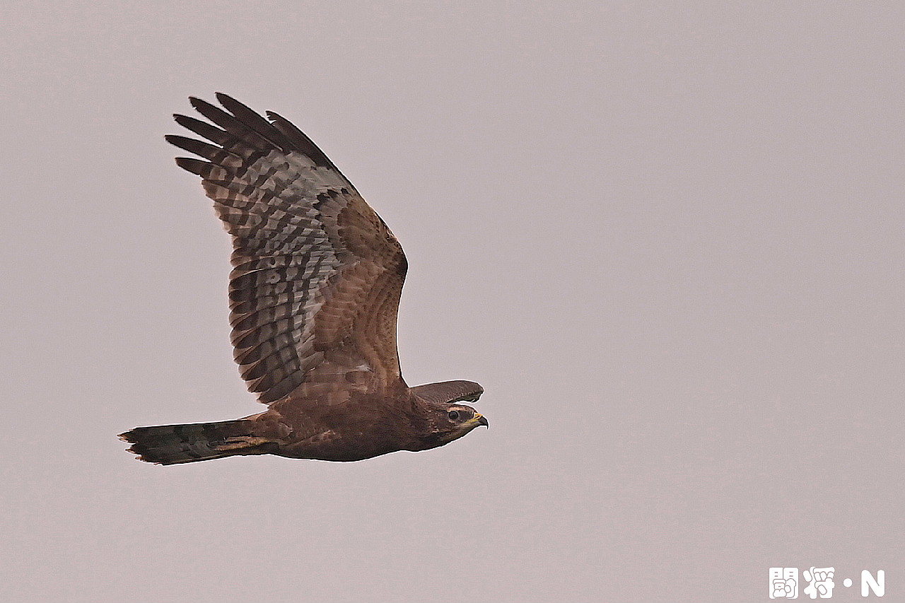 鷹の渡り ９月１０日 野鳥大好き 闘将 ｎ