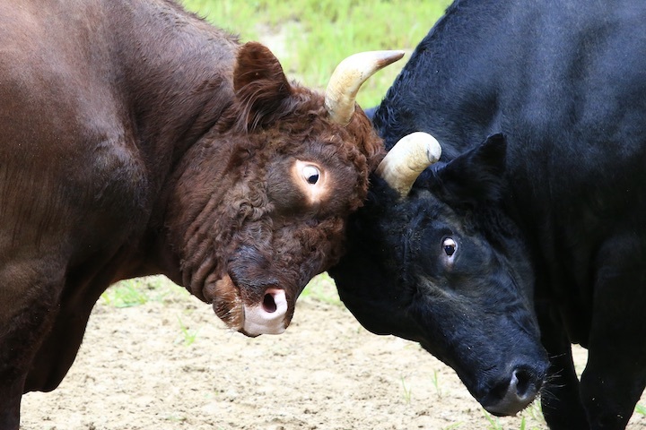 8/28 山古志牛の角突き 響-文平 : 動物園写真館