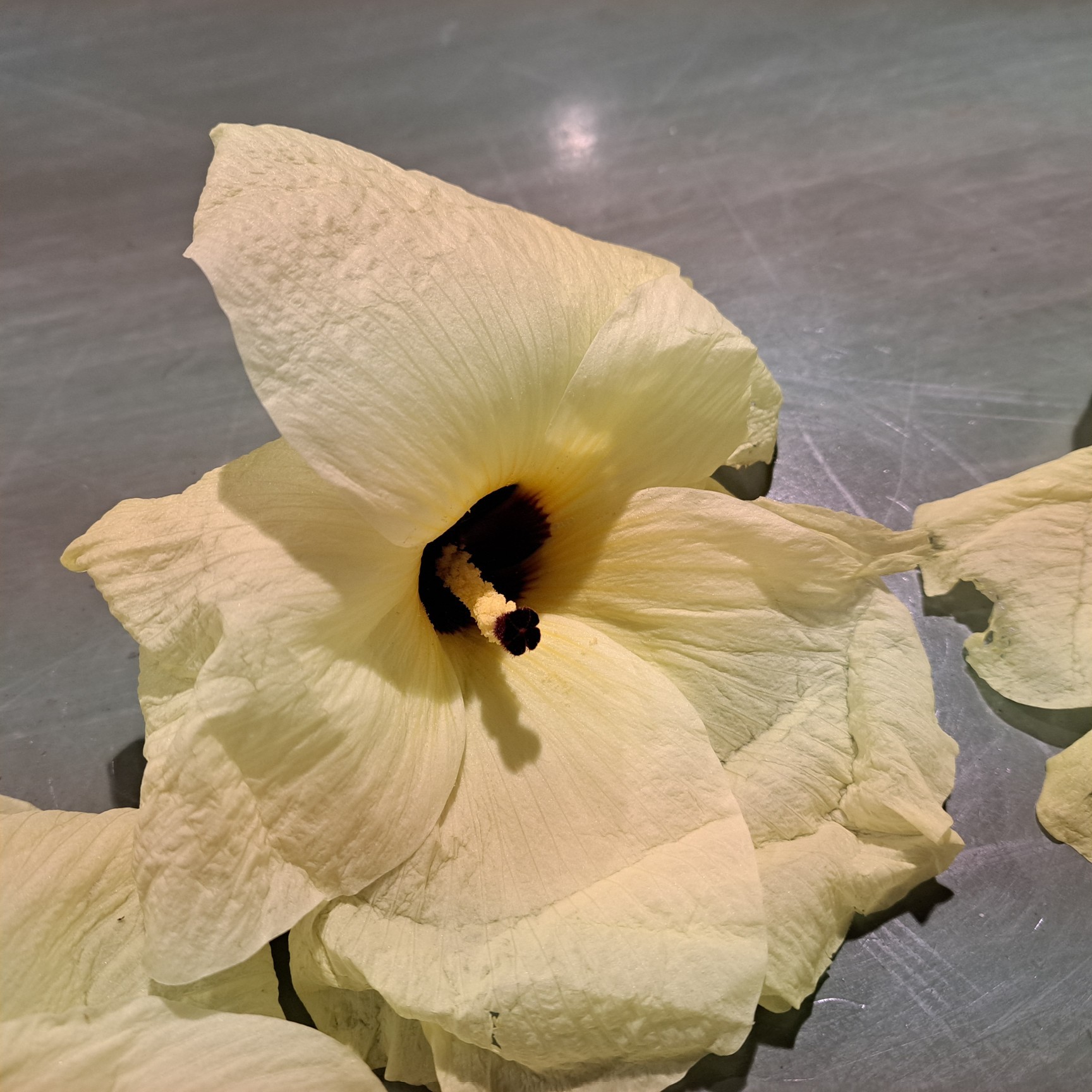 花オクラ エディブルフラワーとは 食べられる花 食用花 22 9 12 徳ちゃん便り 花オクラ エディブルフラワーとは 食べられる花 食用花 22 9 12 徳ちゃん便り