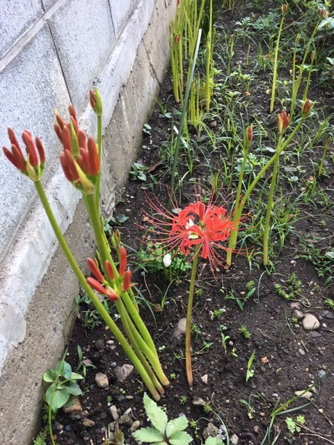曼珠沙華開花_c0155326_01322279.jpg