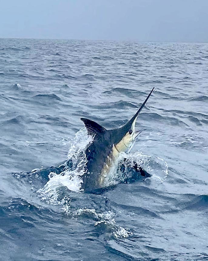 浜松沖でもカジキヒット_f0009039_11372172.jpg