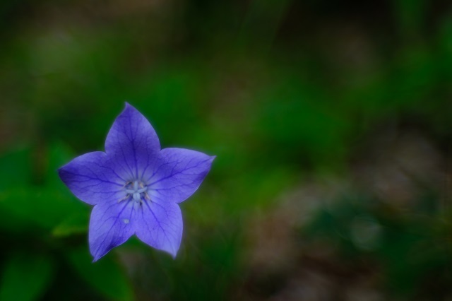 purple_e0403345_20264609.jpg