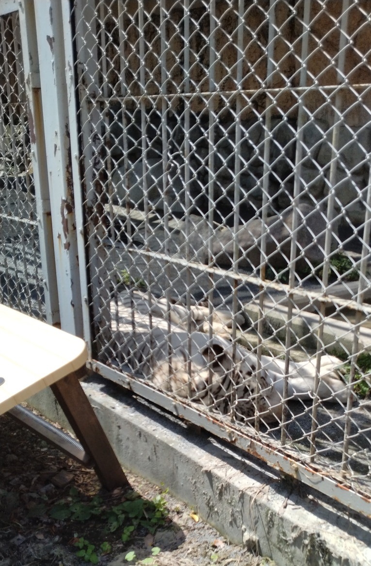 ホワイトタイガーなどを東武動物公園にてみる_c0002171_13494794.jpg