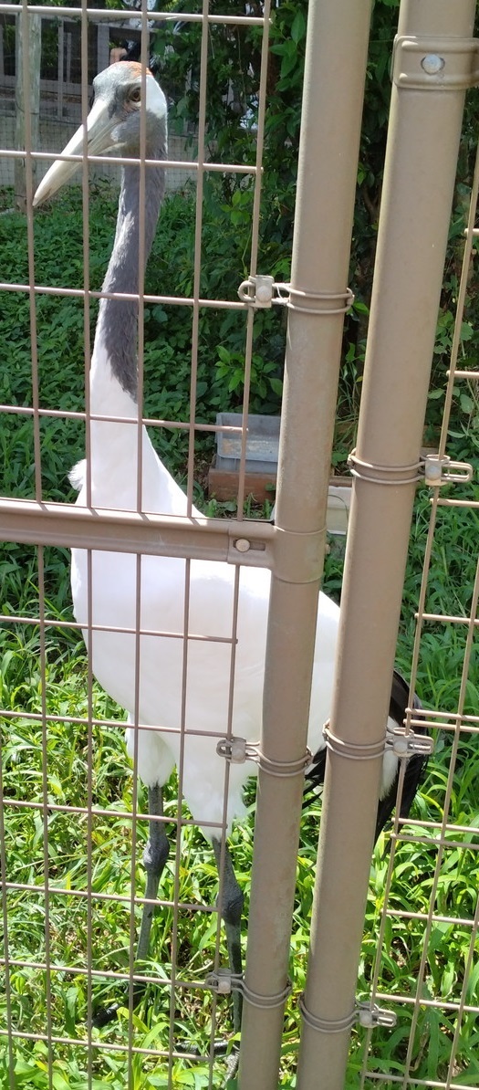 ホワイトタイガーなどを東武動物公園にてみる_c0002171_13515938.jpg