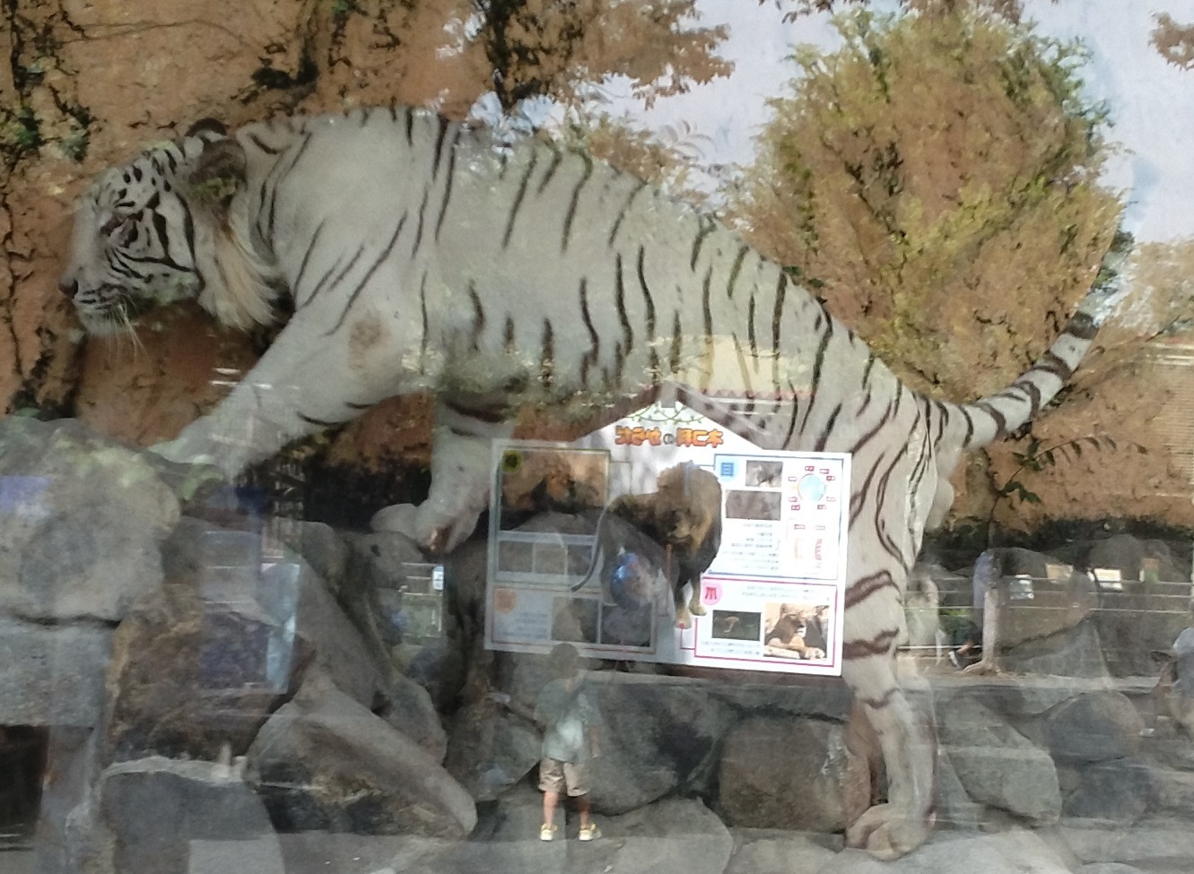 ホワイトタイガーなどを東武動物公園にてみる_c0002171_14335626.jpg