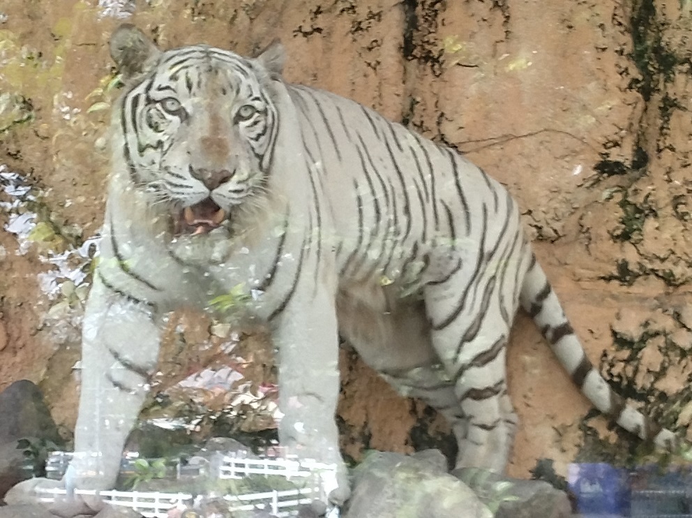 ホワイトタイガーなどを東武動物公園にてみる_c0002171_14345097.jpg
