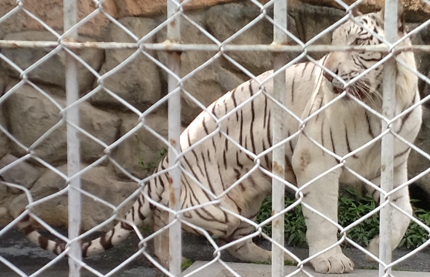 ホワイトタイガーなどを東武動物公園にてみる_c0002171_14350622.jpg