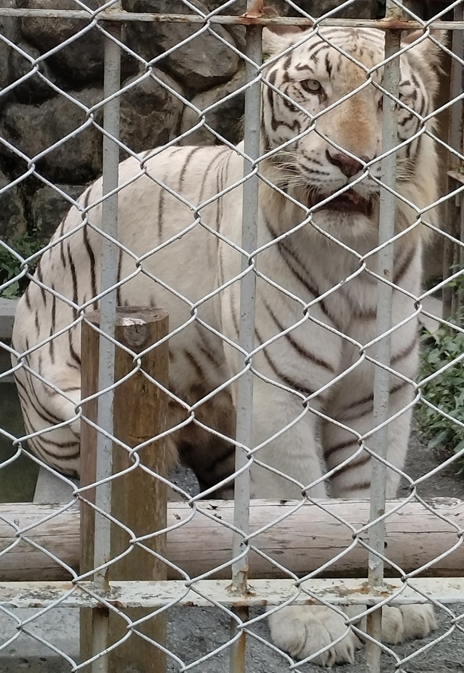ホワイトタイガーなどを東武動物公園にてみる_c0002171_14385640.jpg