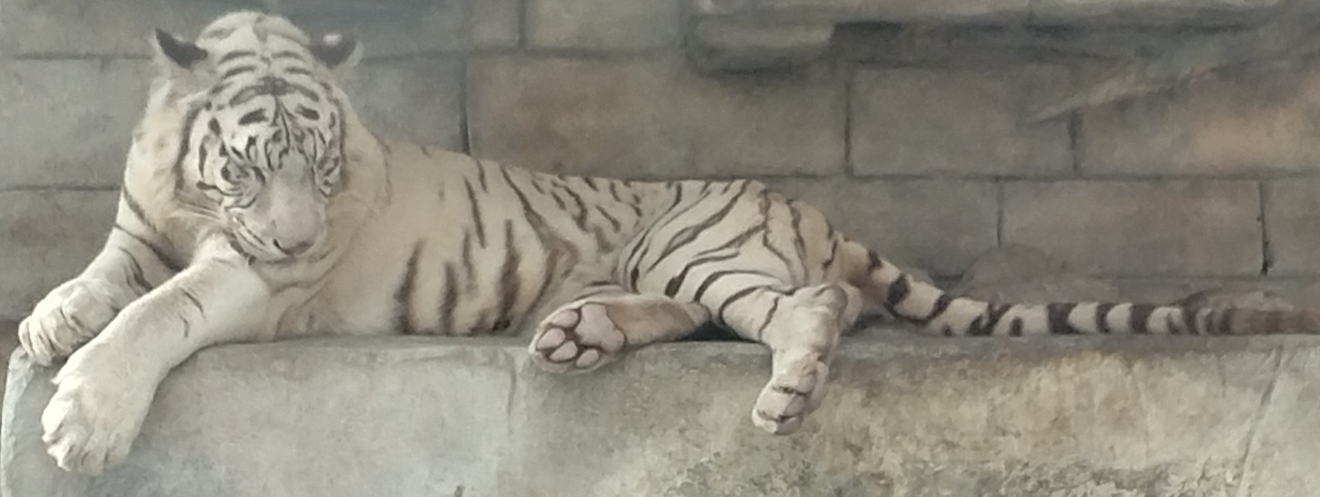 ホワイトタイガーなどを東武動物公園にてみる_c0002171_14400838.jpg