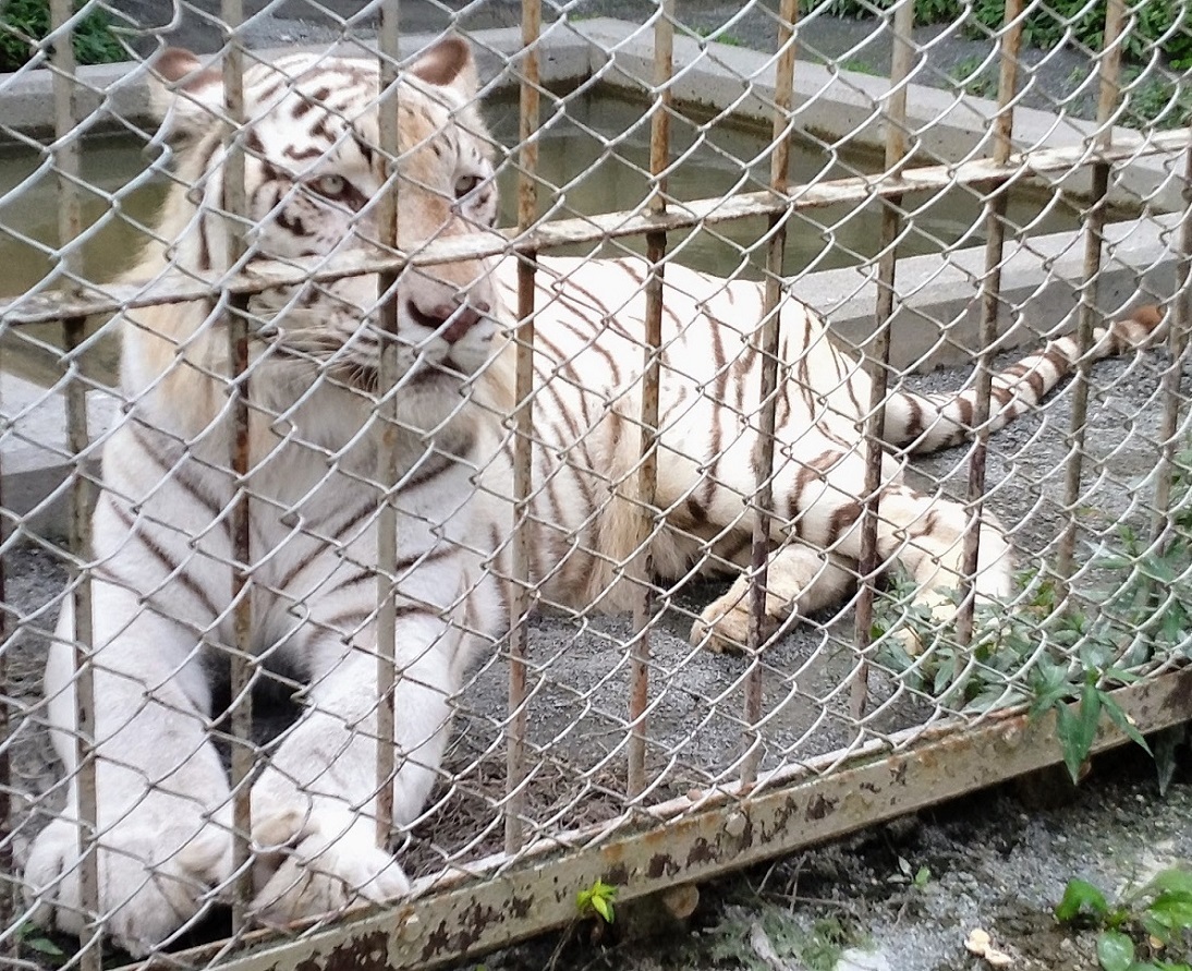 ホワイトタイガーなどを東武動物公園にてみる_c0002171_14404006.jpg