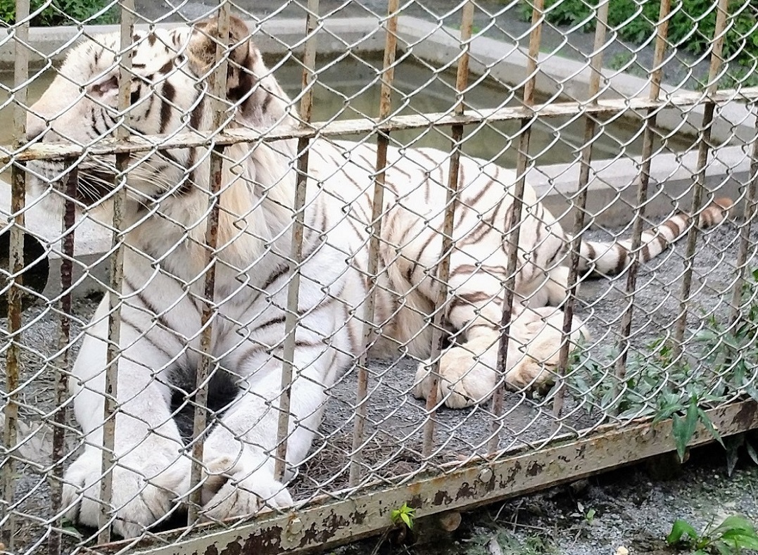ホワイトタイガーなどを東武動物公園にてみる_c0002171_14405529.jpg