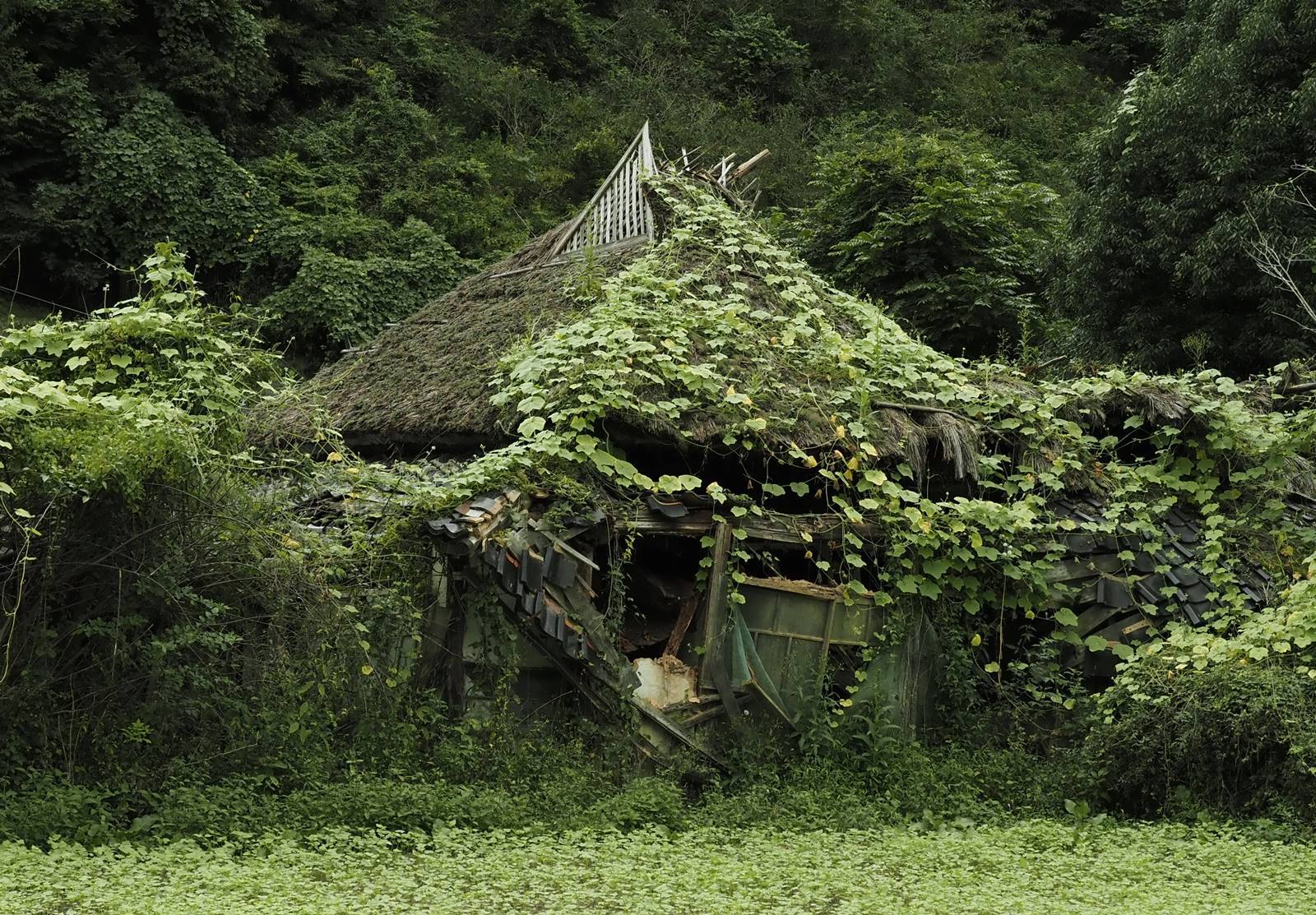 わらぶきorかやぶき 静かに過ごす部屋