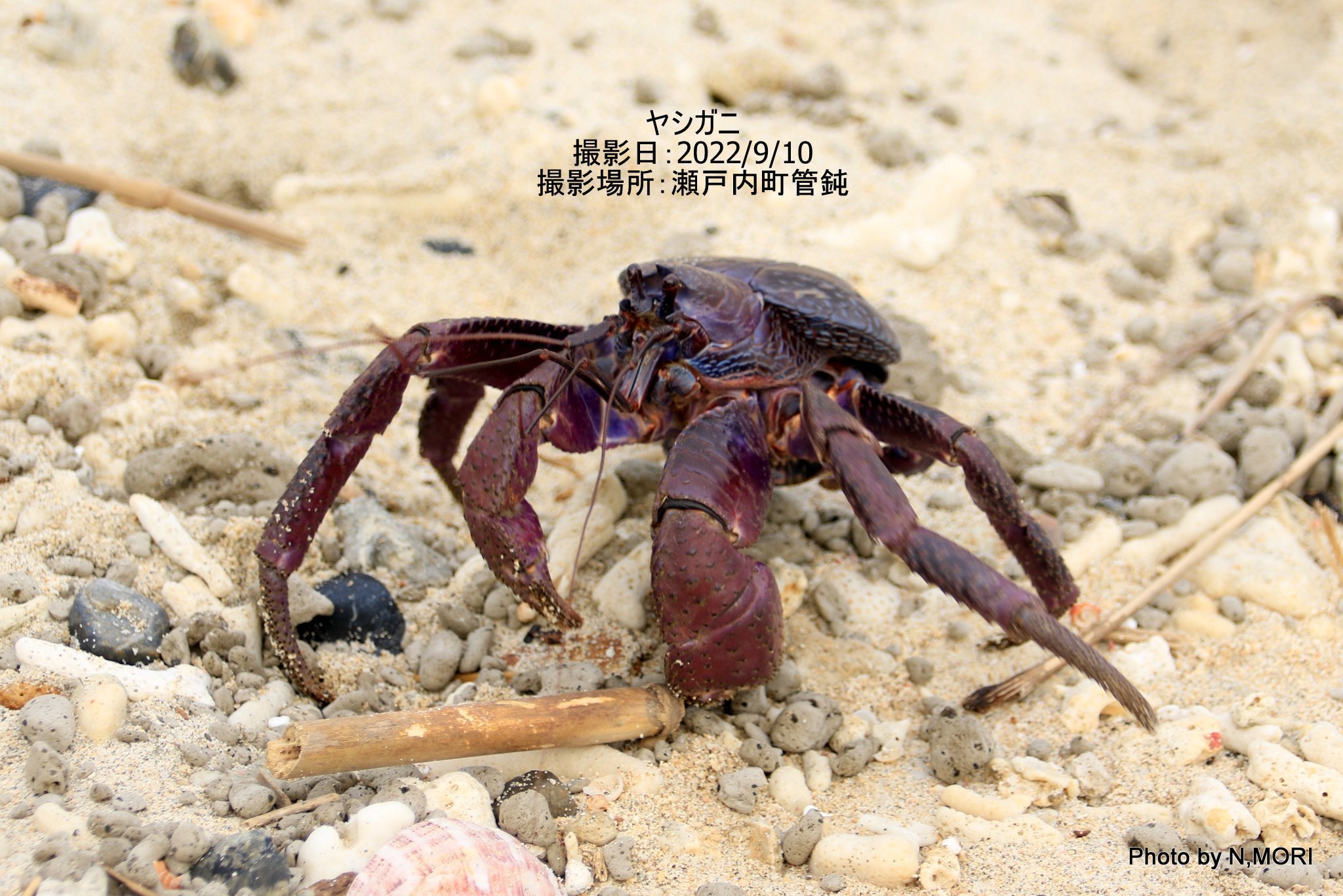 ヤシガニ発見 : シマだより（奄美大島瀬戸内町）