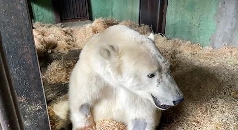 モスクワ動物園で治療を受ける重傷を負ったディクソンは「安楽死」させずに治療継続の方針が決定 ～ 「尊厳なき命」をどう評価するか？_a0151913_02355401.jpg