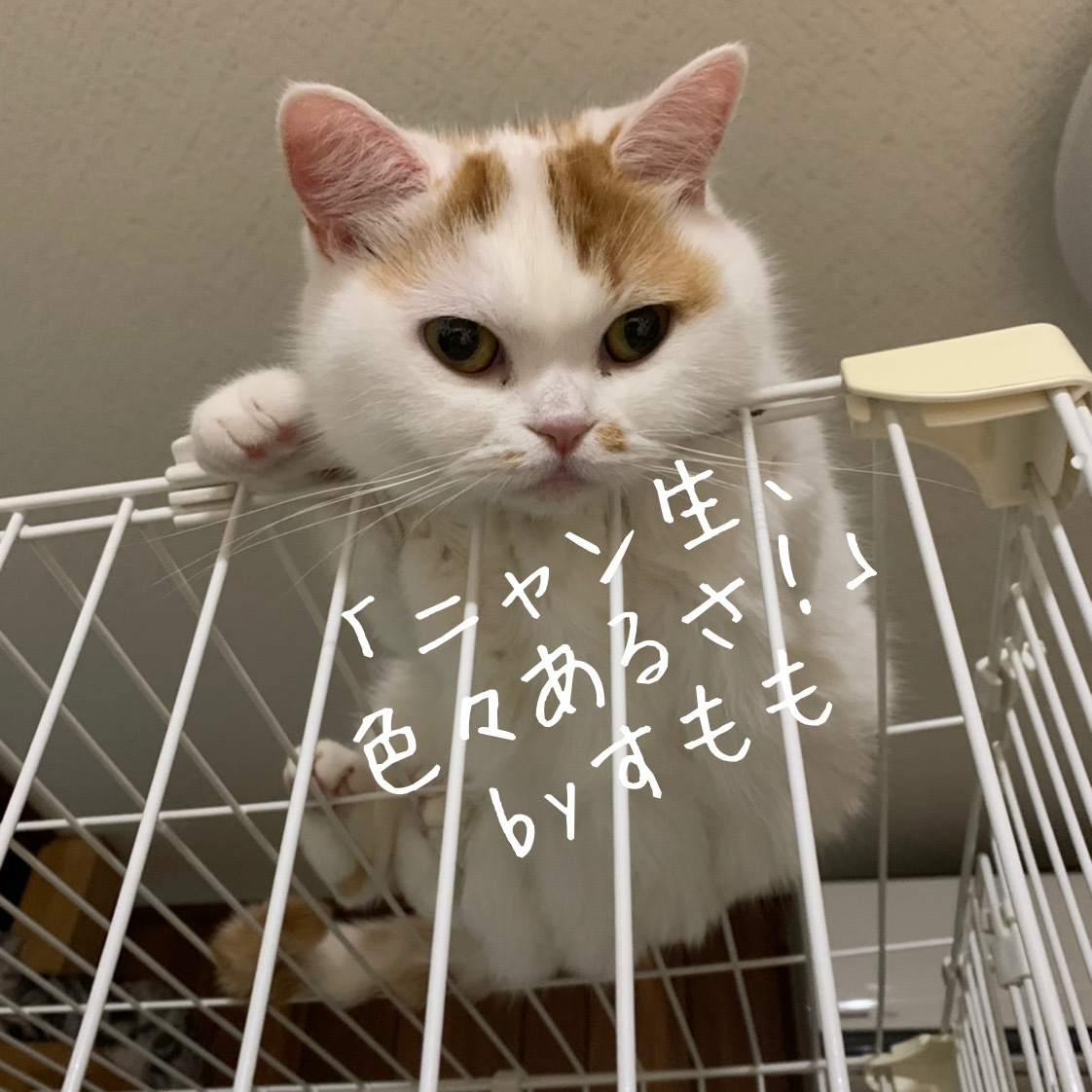 空王の決意_b0340621_17042906.jpeg