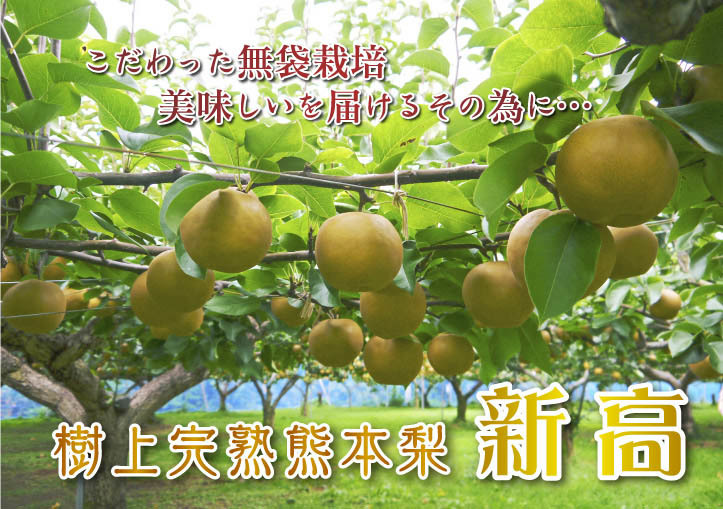 熊本梨 “樹上完熟”ジャンボ梨『新高』令和4年度は本日より出荷開始!朝採り即日発送!!数量限定販売です!_a0254656_16584379.jpg