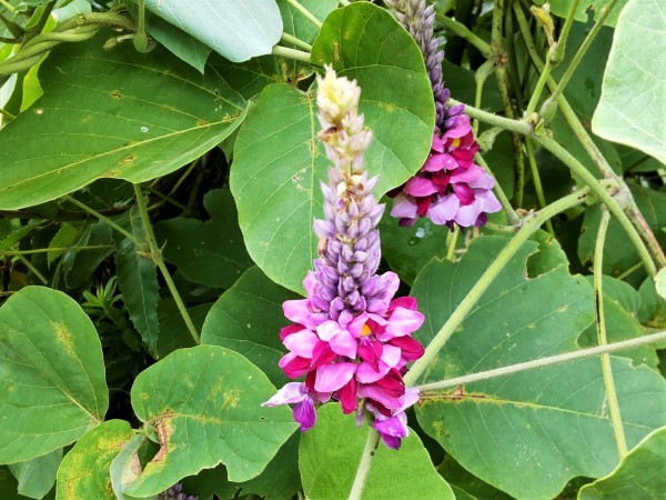 クズの花にウミウシを発見 水元かわせみの里水辺のふれあいルーム クズの花にウミウシを発見 水元かわせみの里水辺のふれあいルーム