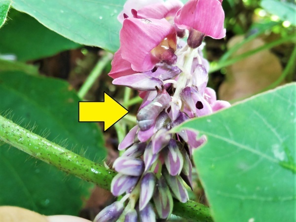 クズの花にウミウシを発見 水元かわせみの里水辺のふれあいルーム クズの花にウミウシを発見 水元かわせみの里水辺のふれあいルーム