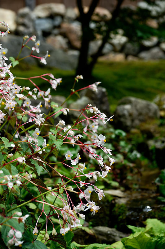 四季の花　秋海棠＠古知谷阿弥陀寺･其の二_f0032011_07274117.jpg