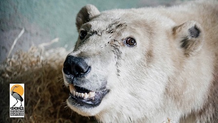 WWFロシア支部がディクソンの集落でのホッキョクグマ遭遇事故への対策を提案 ～ モスクワ動物園は基金を立ち上げ救済募金を募る_a0151913_01351045.jpg