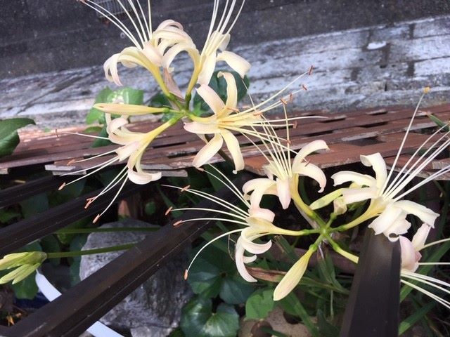 紅白の彼岸花_c0155326_13230786.jpg
