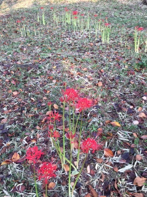 紅白の彼岸花_c0155326_13253056.jpg