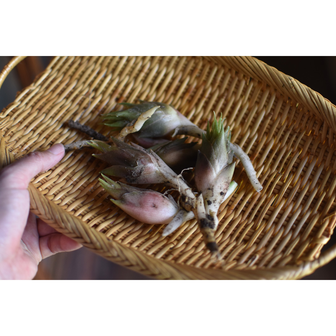 今年初めての庭からの収穫。猫たちにも秋の恵みをおすそ分け。_d0227246_09591358.jpg
