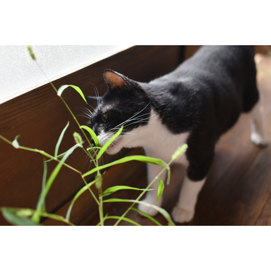 今年初めての庭からの収穫。猫たちにも秋の恵みをおすそ分け。_d0227246_10105901.jpg