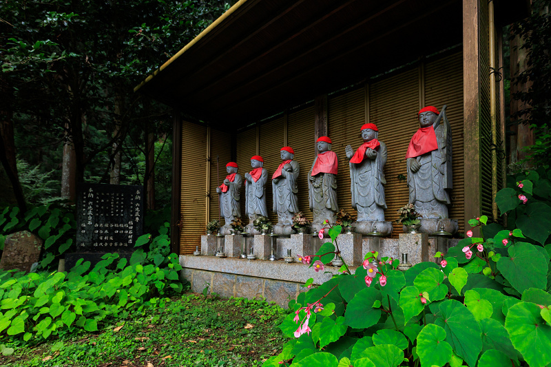 2022夏の花畑　岩湧寺の秋海棠_f0155048_20350520.jpg