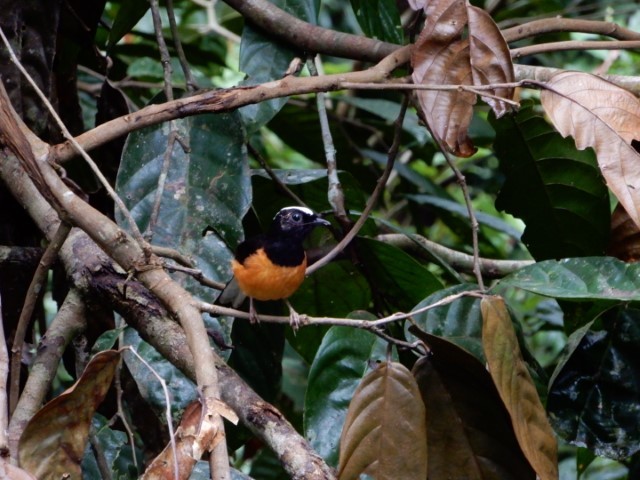 キナバル公園とポーリン温泉の動物チェックリスト_a0132757_23273062.jpg