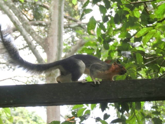キナバル公園とポーリン温泉の動物チェックリスト_a0132757_23344811.jpg