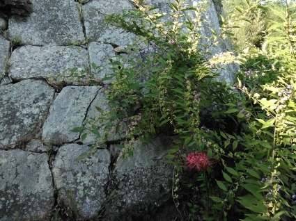 秋の赤…_b0368362_19532740.jpg