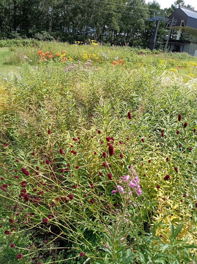 旅は道連れ長野の旅･････その５_b0331802_22434737.jpg