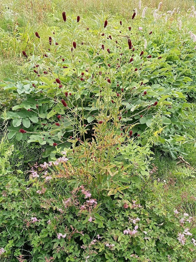 旅は道連れ長野の旅･････その５_b0331802_22575934.jpg