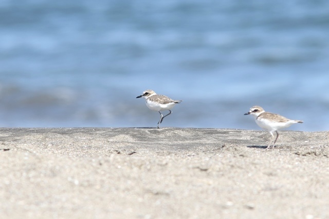 三浦海岸　鳥目線（ シロチドリ 編 ）_d0394103_12401650.jpg