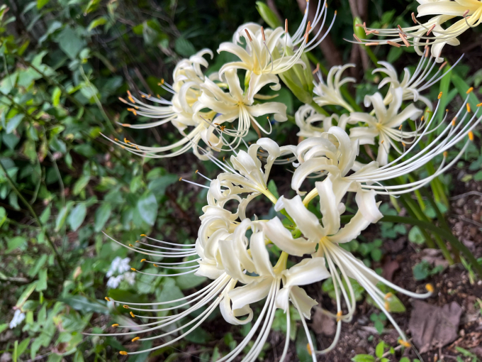 綺麗な花には毒もある ピオニーの森