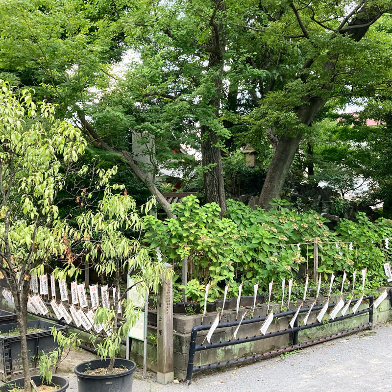 最後はやっぱり素盞嗚神社の小塚原富士 #1日1記事P_c0060143_18024032.jpg