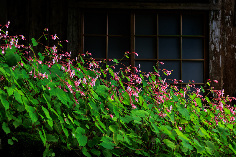 2022夏の花畑　古知谷阿弥陀寺の秋海棠と初秋の花々_f0155048_23511493.jpg