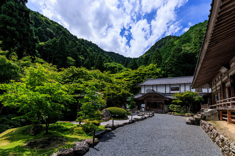 2022夏の花畑　古知谷阿弥陀寺の秋海棠と初秋の花々_f0155048_23563457.jpg